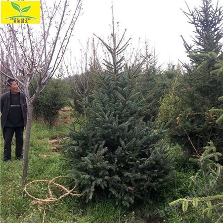 chunxi/春熙农业5米6米云杉树 净化空气 绿化行道树