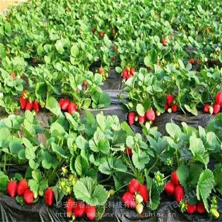 山东红颜草莓苗 根系发达 冷藏运输 奶油草莓苗